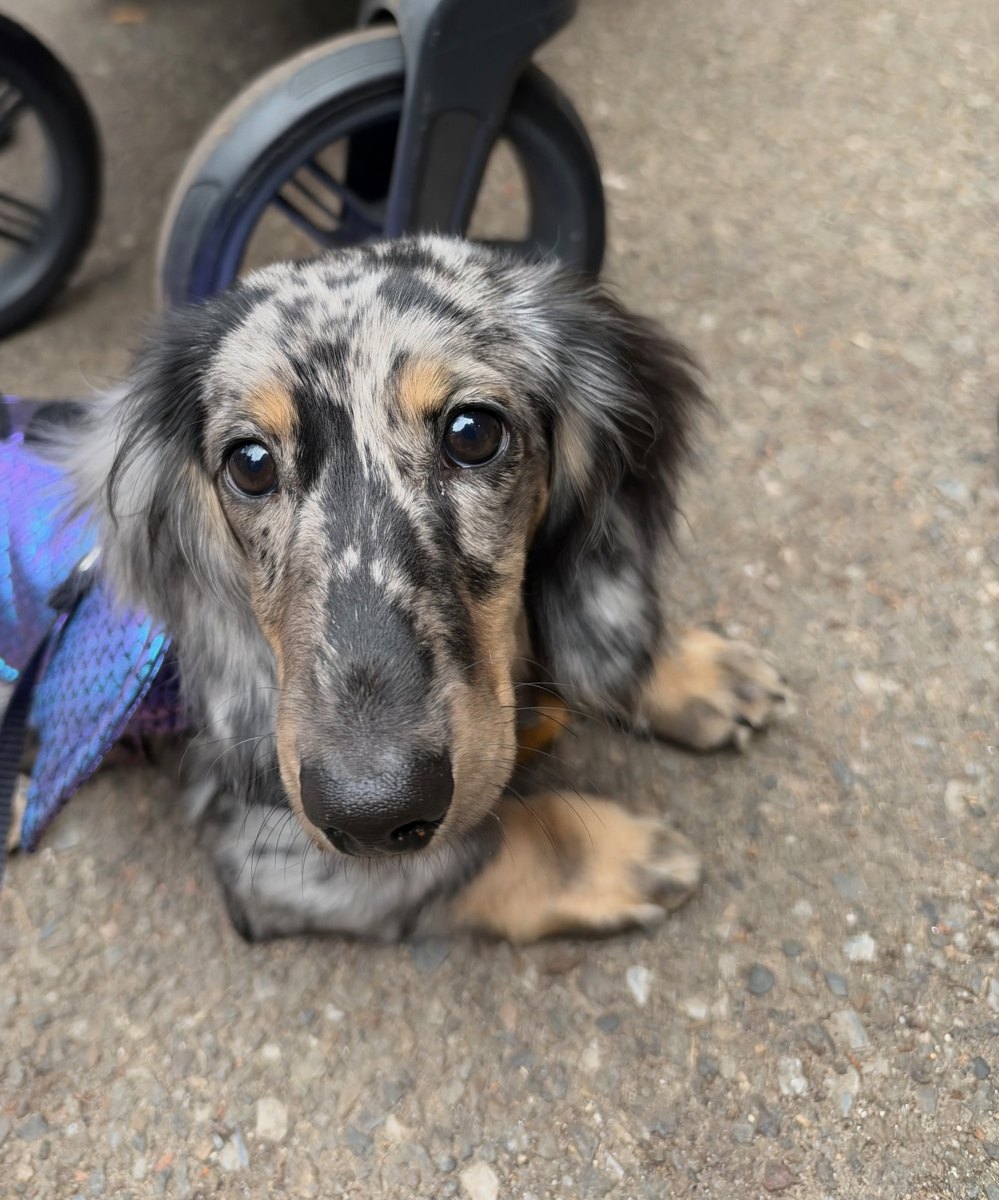 Xeno, a longhaired dapple dachshund puppy, looking straight at the camera in purple dragon wings